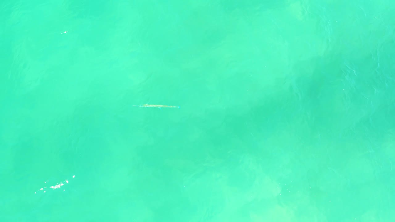 Small pale fish in clear turquoise water near the center.