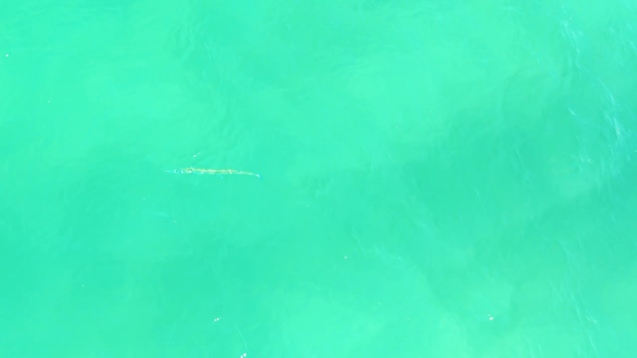 Overhead turquoise water in Campestre San Jose Del Cabo BCS Mexico shows the small pale fish farther to the right with soft surface texture and no visible people.