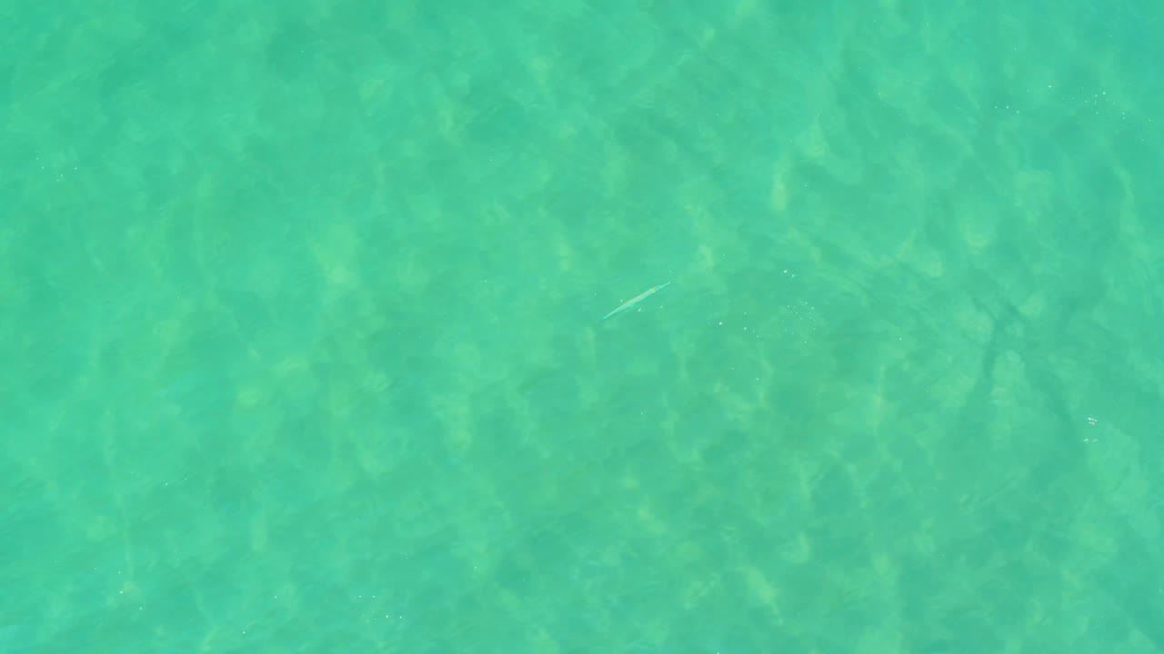 Top-down view of clear turquoise water in Campestre San Jose Del Cabo BCS Mexico, with rippled light over the sandy bottom, a small pale fish near the upper left area, and no visible people.