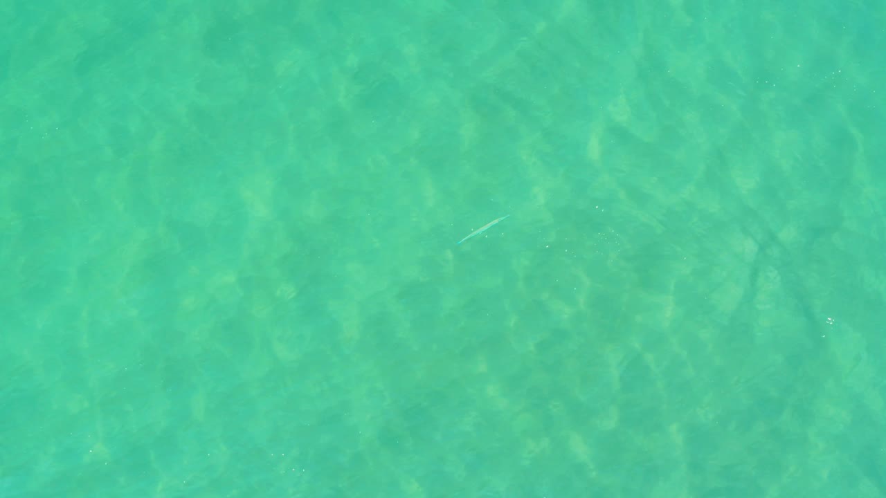 Clear turquoise water fills the frame in Campestre San Jose Del Cabo BCS Mexico, with a small pale fish closer to the upper center and no visible people.