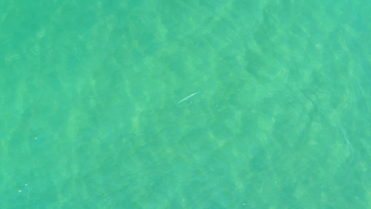 A small pale fish appears against open turquoise water in Campestre San Jose Del Cabo BCS Mexico, with faint bottom texture and no visible people.