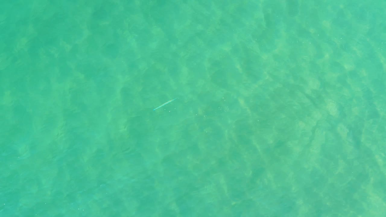 Turquoise water and brighter sandy patches are visible in Campestre San Jose Del Cabo BCS Mexico, with the small fish nearer the left side and no visible people.