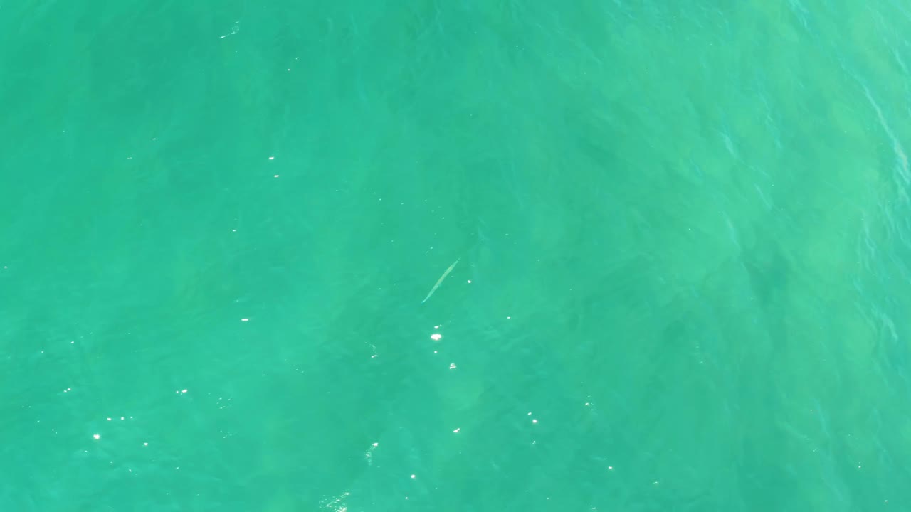 Overhead shallow turquoise water in Campestre San Jose Del Cabo BCS Mexico shows a slim fish shape near the upper center and no visible people.