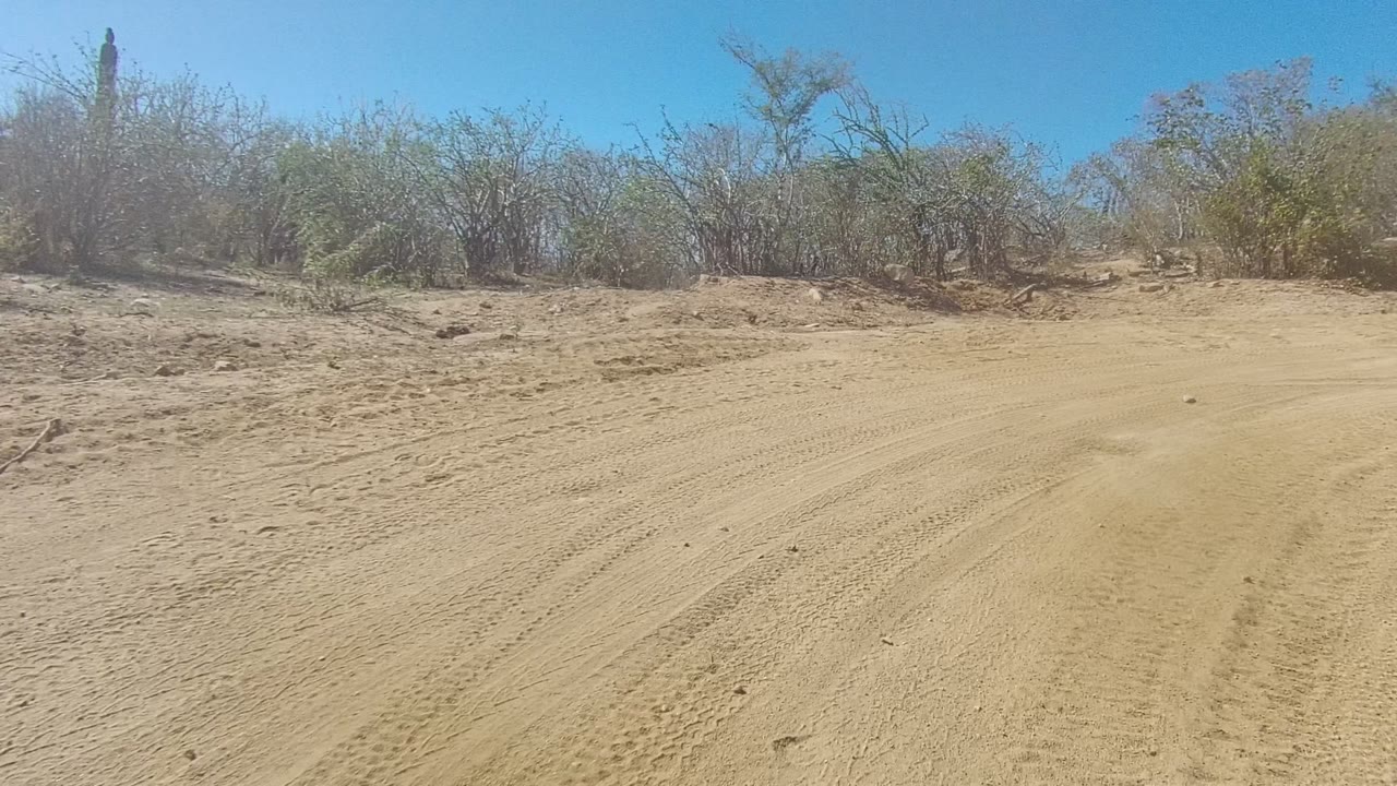 A sandy Los Cabos road curves right past low brush, dry trees, exposed rocks, and pale dirt under bright blue sky with no visible people.