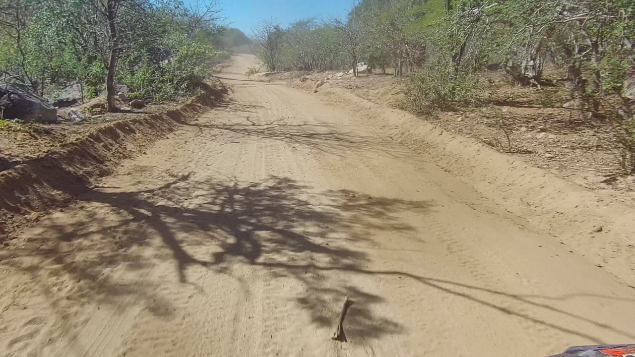 A sandy dirt road in Los Cabos BCS Mexico runs ahead between low trees and scrub, with tire marks, tree shadows, and no visible people.