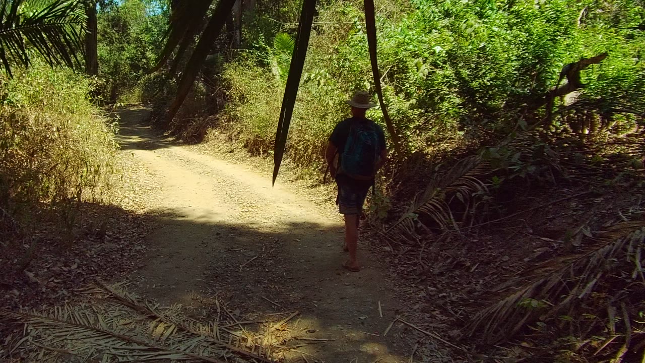 Hiker farther along a sunlit forest trail
