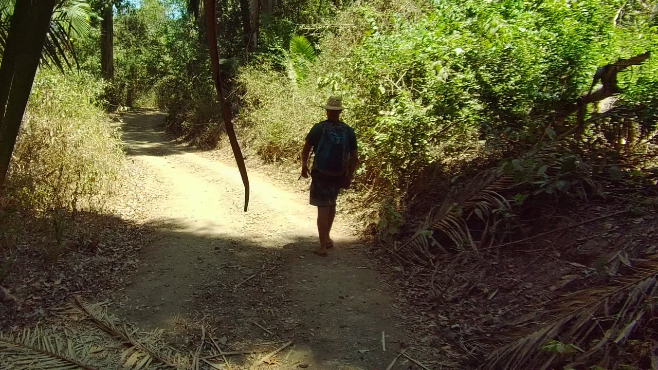 A hiker moves farther down the San Pancho Nayarit Mexico forest path, with dark palm leaves in the foreground and bright vegetation ahead.