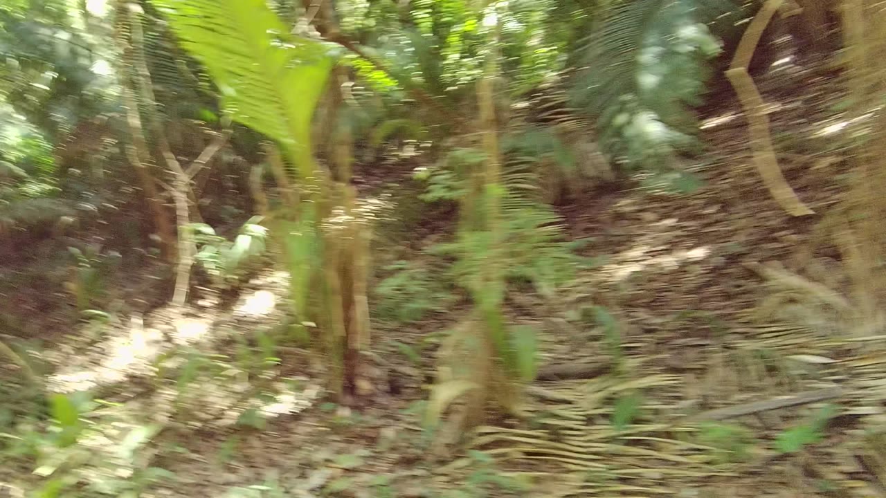 Opening frame in San Pancho Nayarit Mexico with blurred green leaves, tree trunks, dry ground, and no visible people on the forest trail edge.