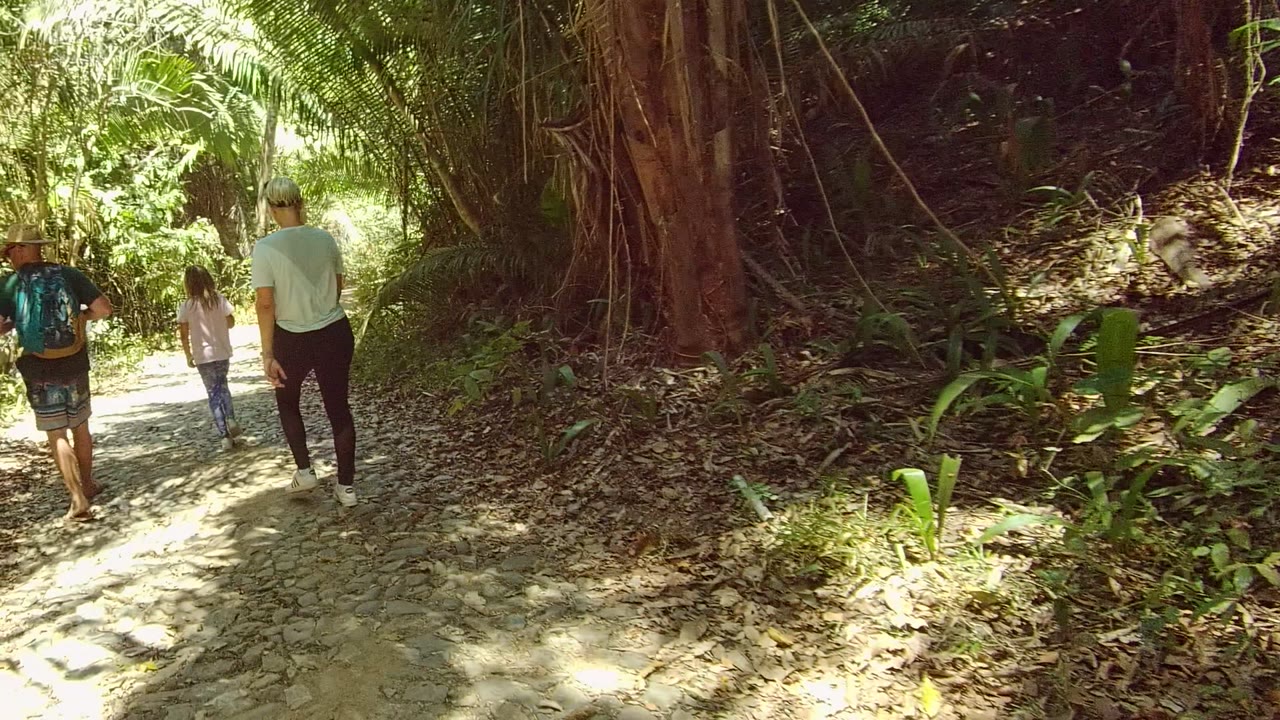 Three people walking away on a shaded forest path