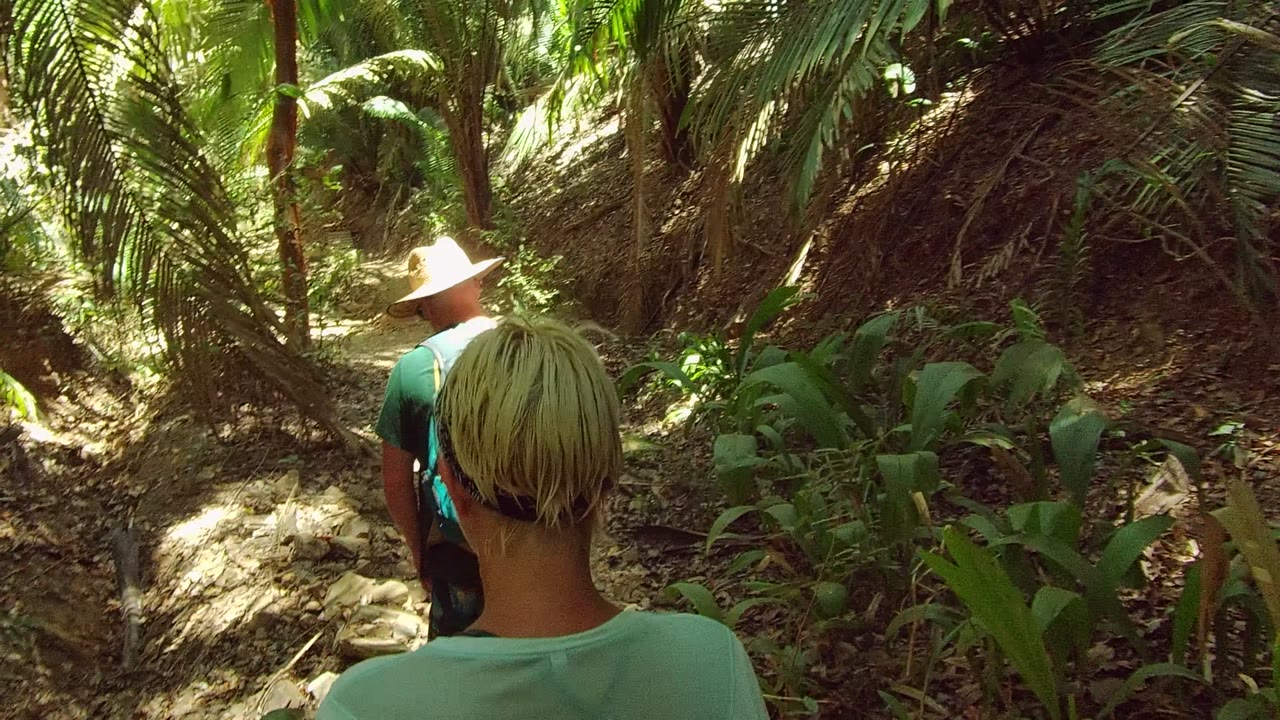 Hikers continuing along a narrow dirt path under palms