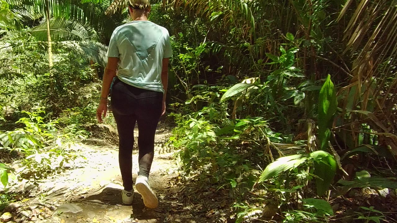 Rear view of hiker continuing along a sunlit forest path.