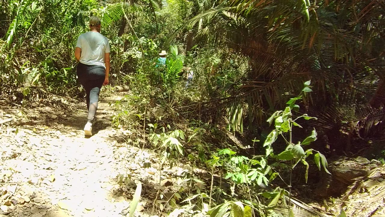 Walker farther along a sunlit forest path.