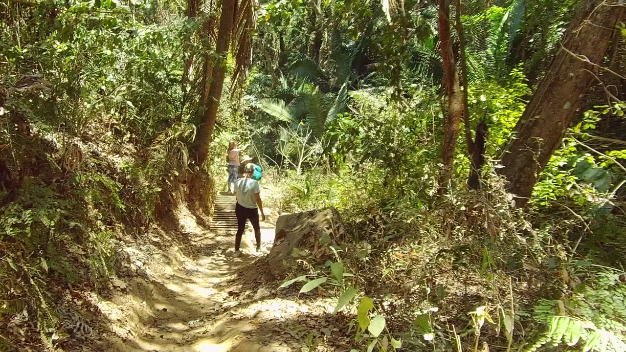 Two people climb wooden steps on a dirt forest trail in San Pancho Nayarit Mexico, with dense green plants and tall trunks around the path.