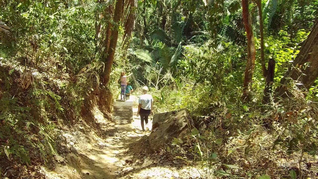 Two people continue up wooden steps in dense forest.