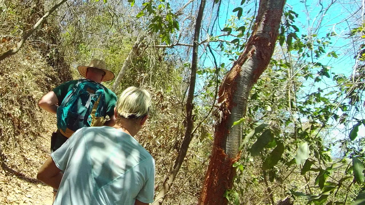 Hikers continue along the dirt path beneath leafy branches.