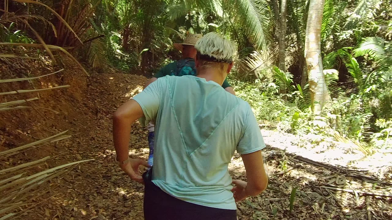 Hikers seen from behind beside palm trunks and bright foliage