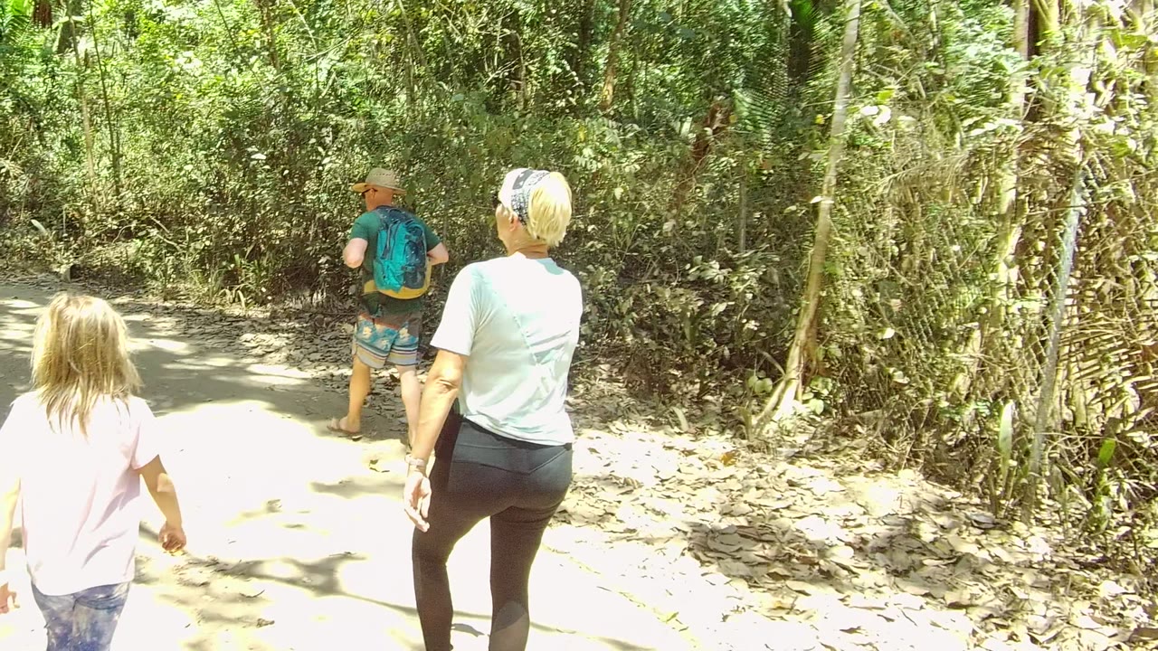 Group walking deeper along a sunlit forest path