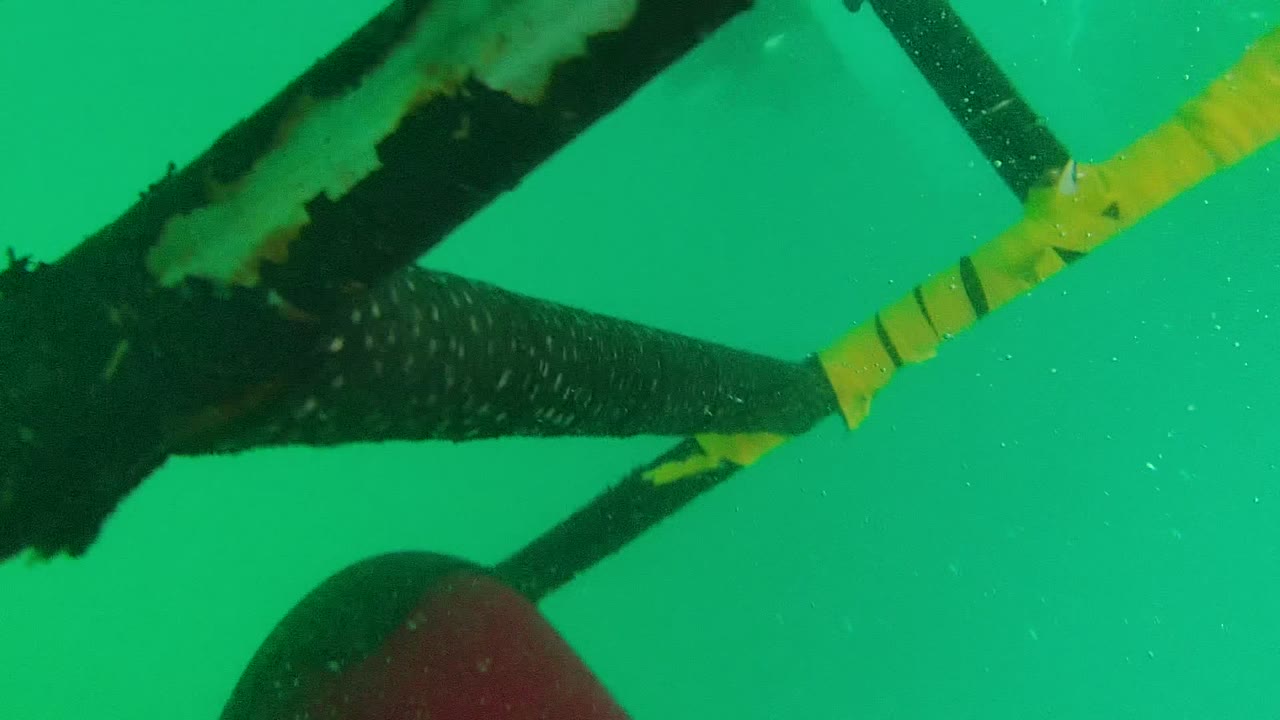 Underwater view in Mexico with a yellow and black lane divider crossing green water while a swimmer's legs and dark swimwear pass near the top of frame.