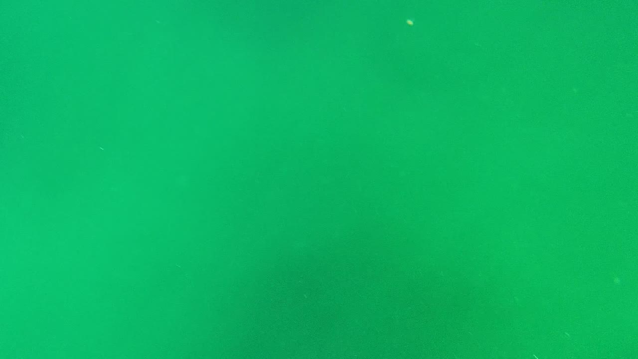 A mostly empty green underwater frame from Cabo Pulmo BCS Mexico shows soft haze and tiny suspended specks with no visible people.