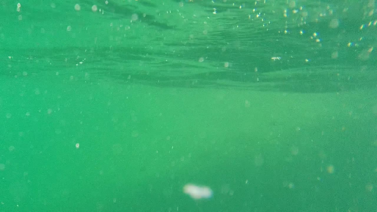 Green water with suspended particles and a dark fish silhouette below the surface.