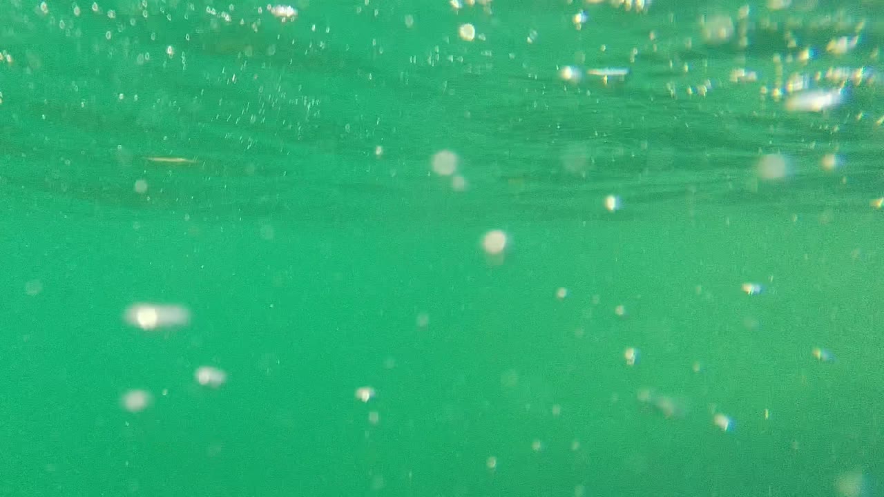 Underwater Cabo Pulmo frame with the fish shape fading into the upper middle of the green water, while bubbles and white particles drift near the surface, with no visible people.
