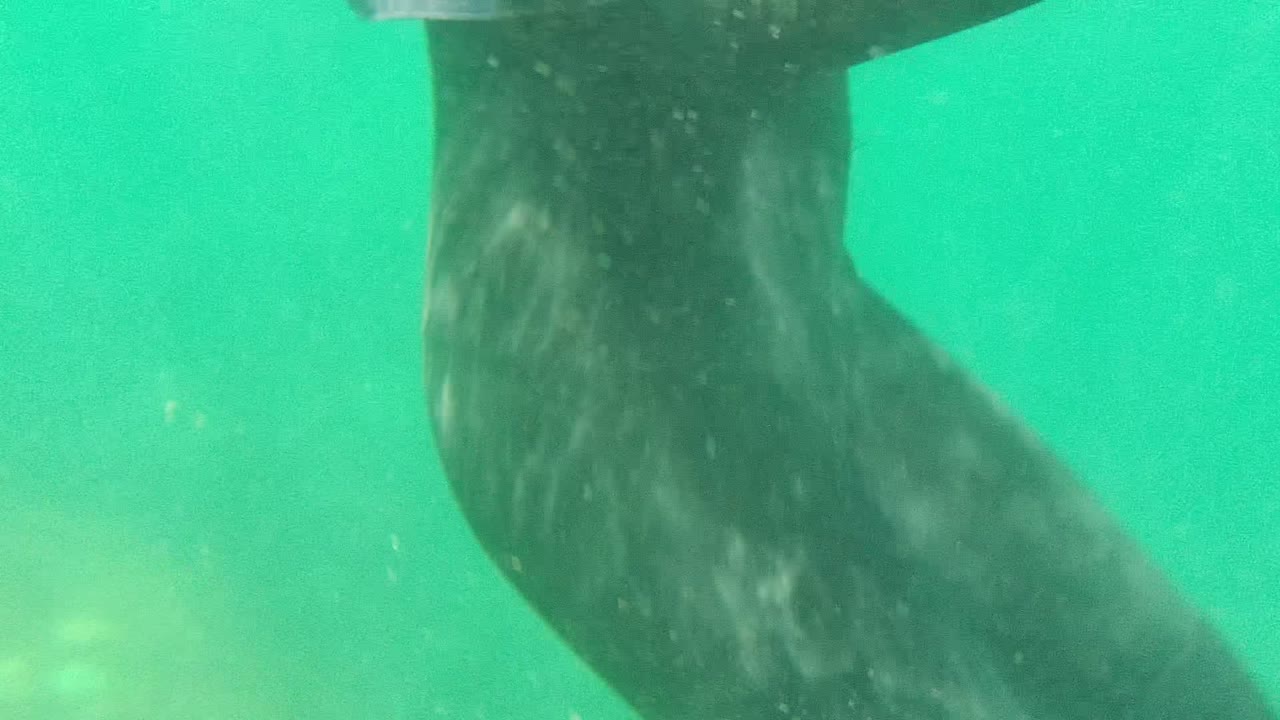 Close underwater view in Cabo Pulmo, Mexico, with a wetsuited snorkeler's legs and fins partly visible in green water.