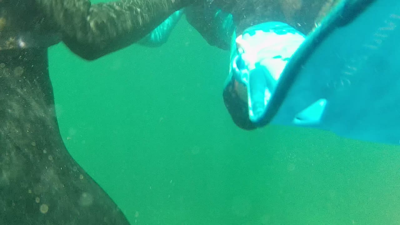 Close underwater view of the Cabo Pulmo snorkeler with dark wetsuit, blue fins, and water particles filling the frame.