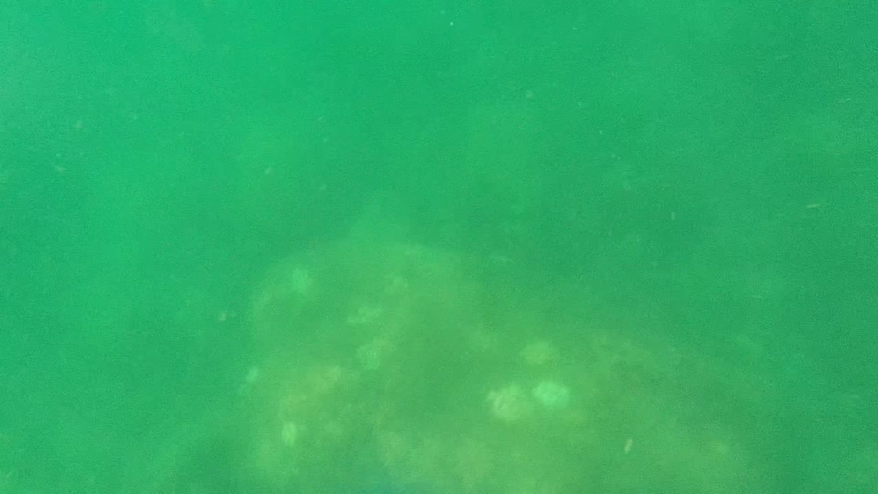 Green underwater view with soft seabed shape in the distance.