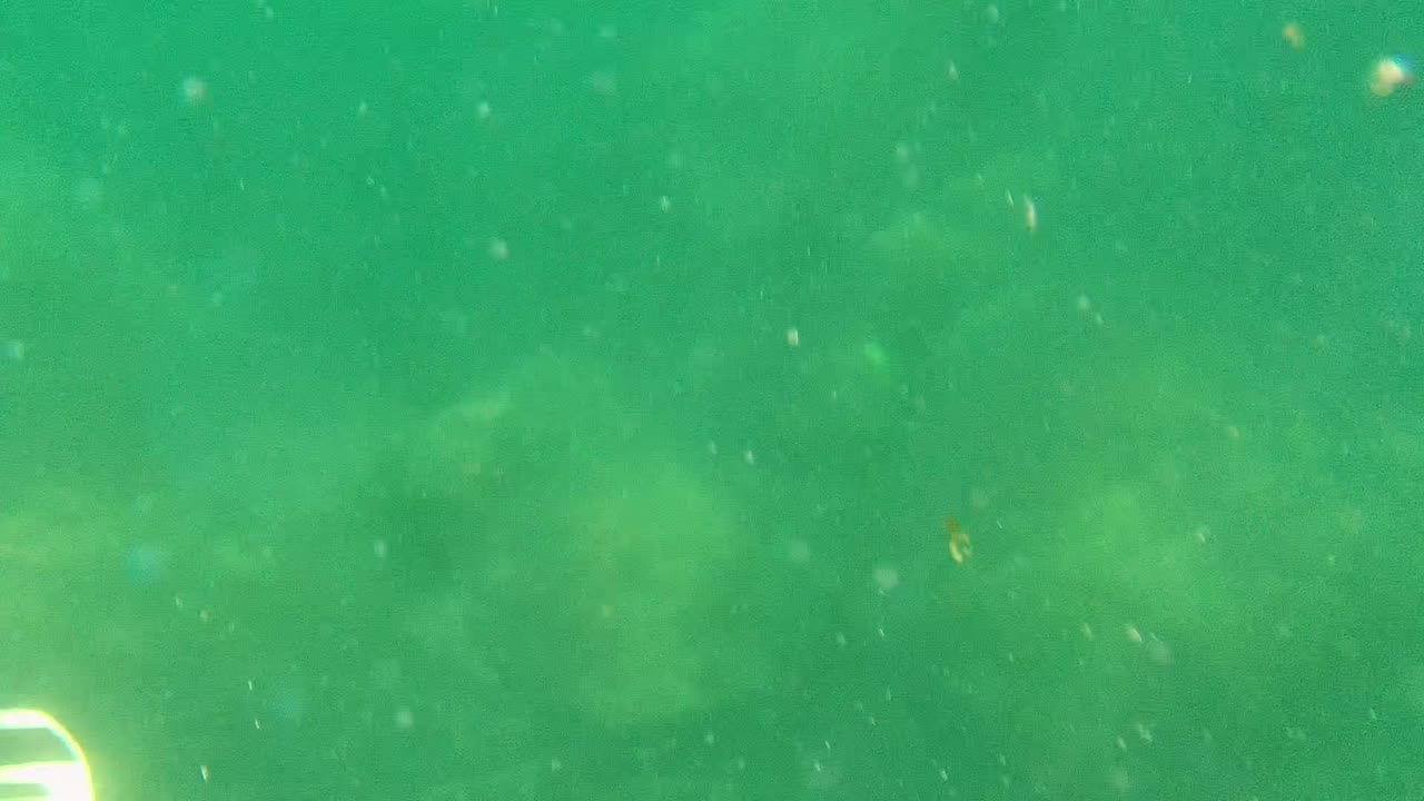 Green-tinted underwater view in Cabo Pulmo, Mexico, with visible particles and no clear diver body in the opening frame.
