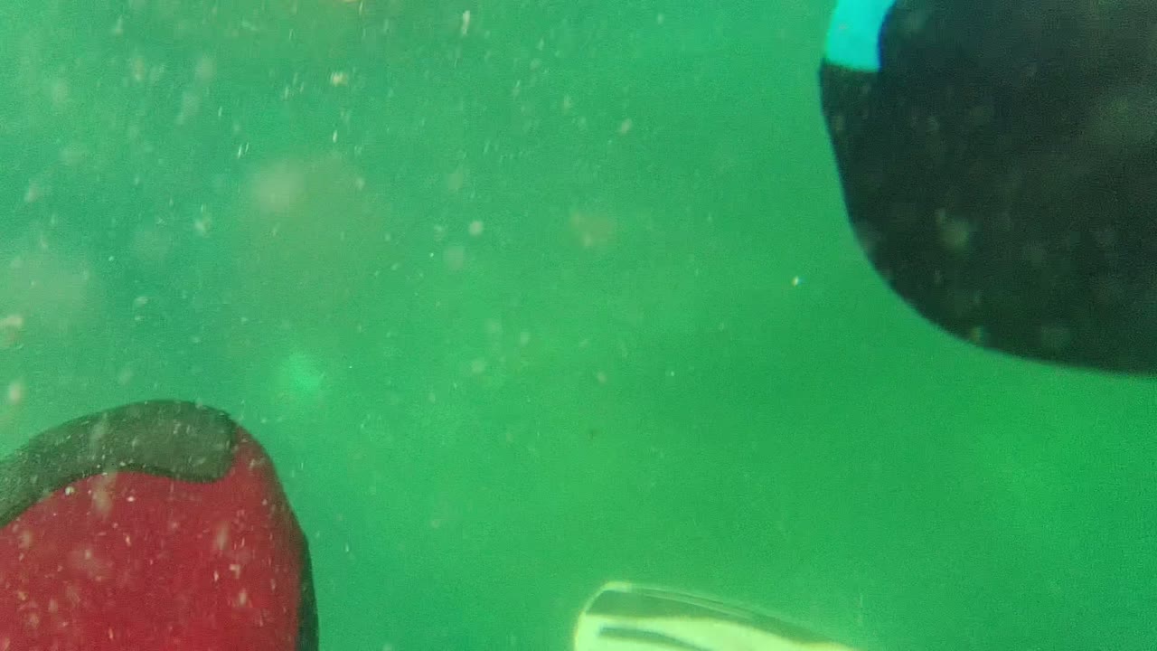Red swim fin and yellow fin edges in green underwater view.