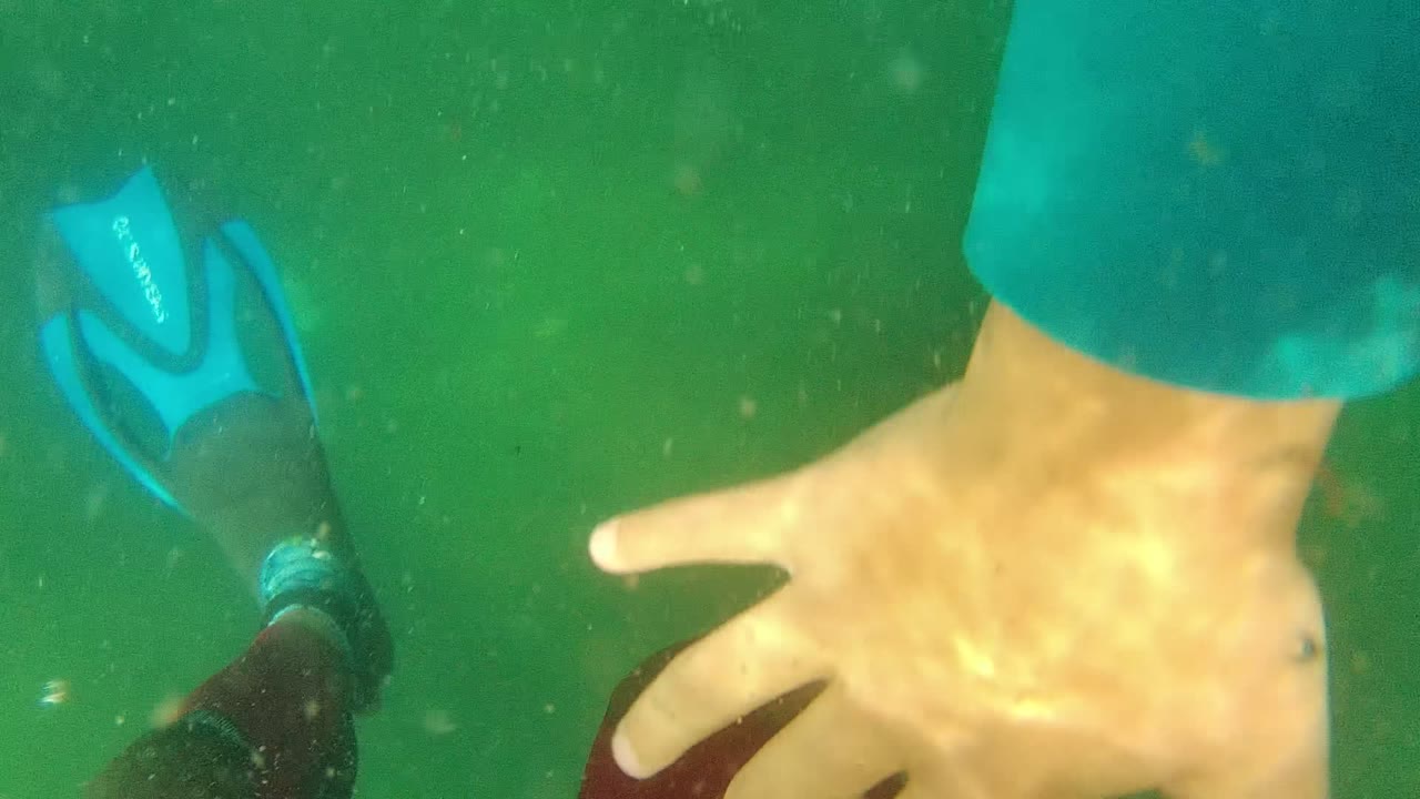 A blue swim fin and cropped swimmer body pass through the upper right of the Cabo Pulmo BCS Mexico underwater frame, with green water filling the background.