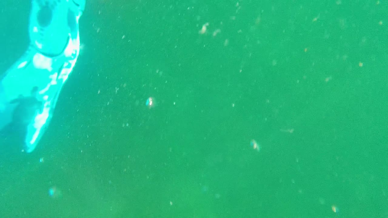 Cropped swimmer legs and bright blue fins pass through green water in Cabo Pulmo BCS Mexico, with suspended particles visible across the frame.