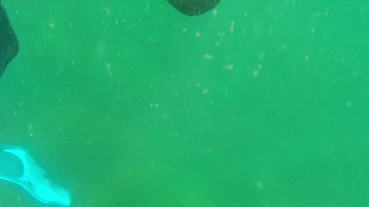 Blue fin near the center of green water with swimmer body cropped above.