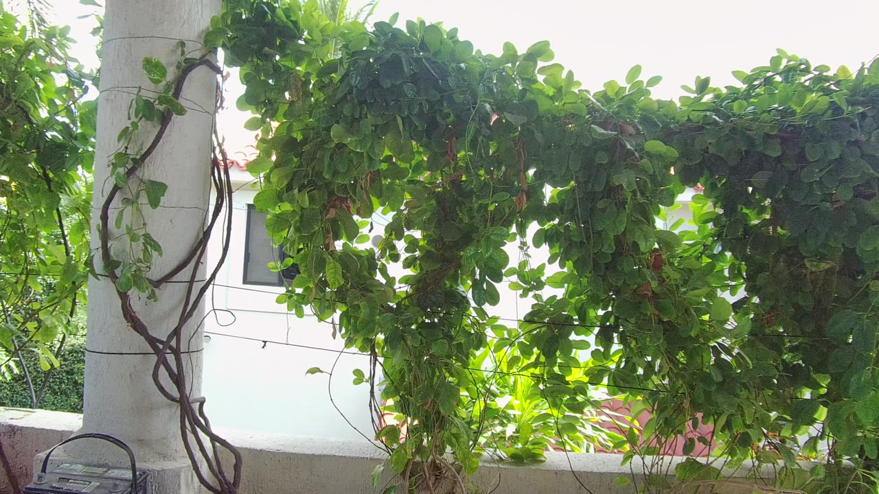 At 0:00, green vines hang across a white column and exterior wall in East Cape Los Cabos BCS Mexico, with bright light behind the leaves and no visible people.