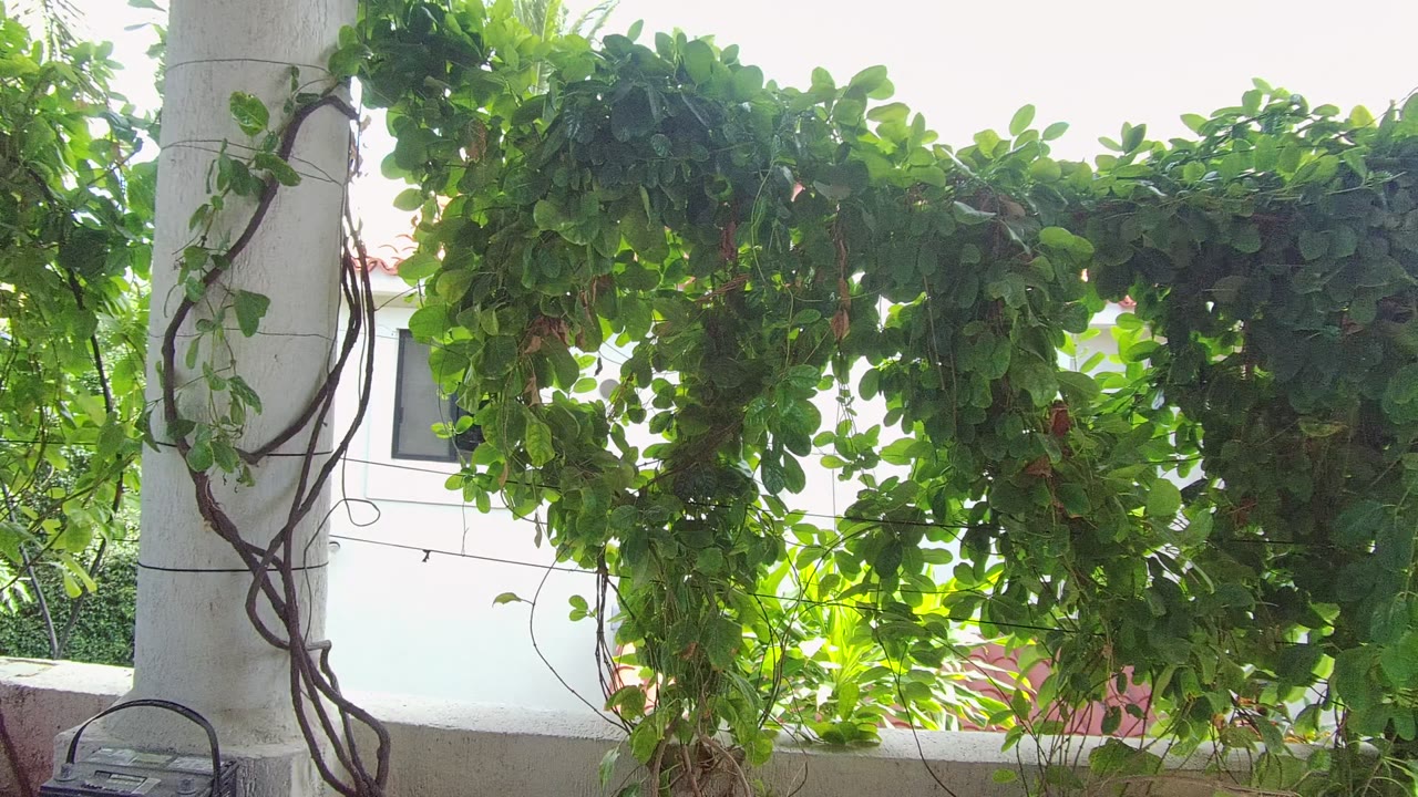 Dense green foliage hanging beside a white column.