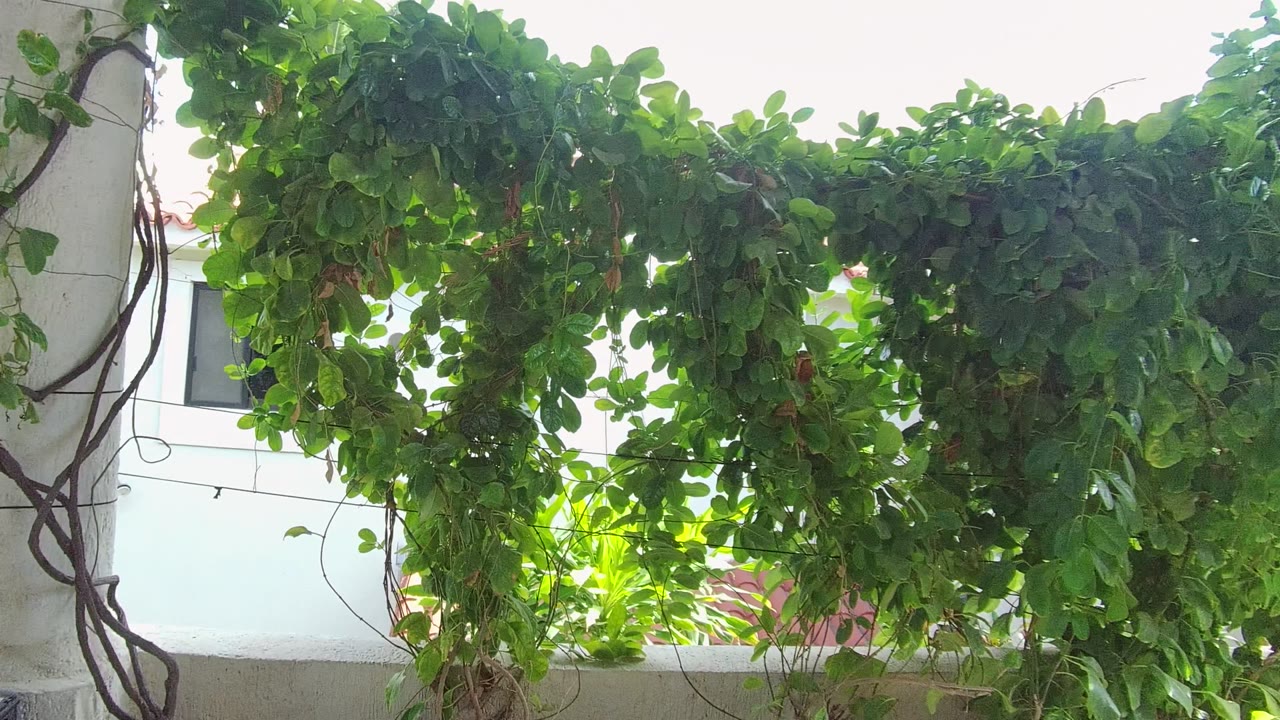 Opening frame of dense green vines draped across a white pergola pillar in East Cape Los Cabos BCS Mexico, with a white building and dark window behind and no visible people.