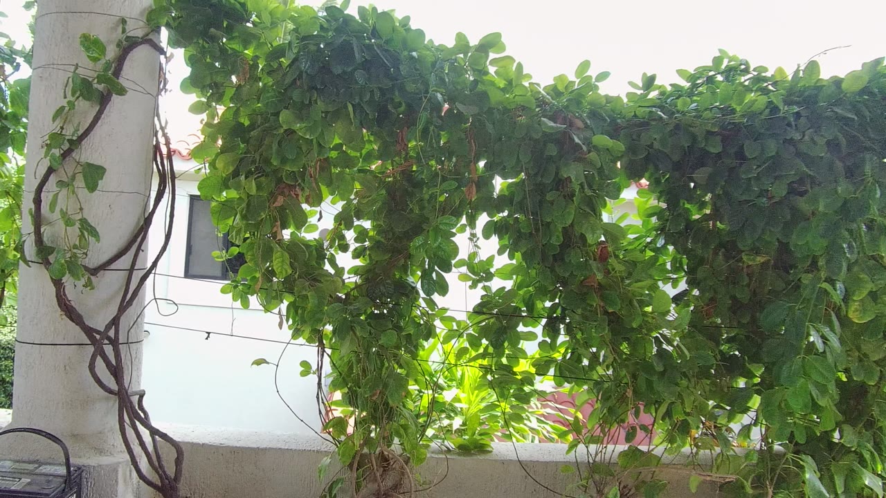 The vine-covered pergola remains centered in East Cape Los Cabos BCS Mexico, with a black lantern partly visible near the lower edge and no visible people.