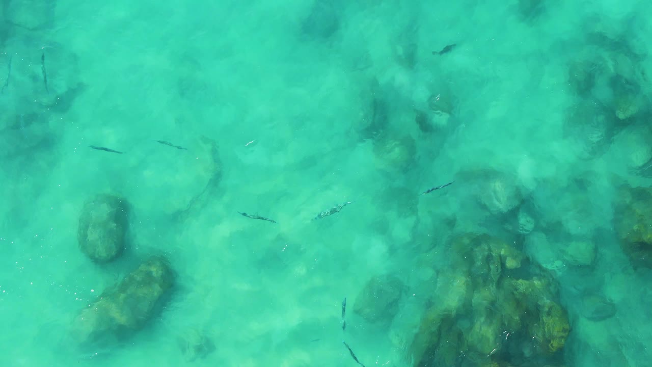 Top-down shallow-water view at Buzzards Beach East Cape BCS Mexico, with several small fish crossing the center area, soft rock shadows below, and no visible people.