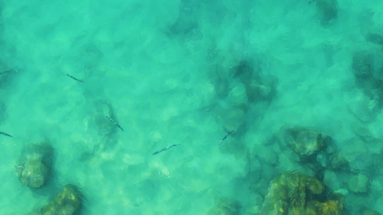 Small fish over turquoise shallow water and submerged rocks.