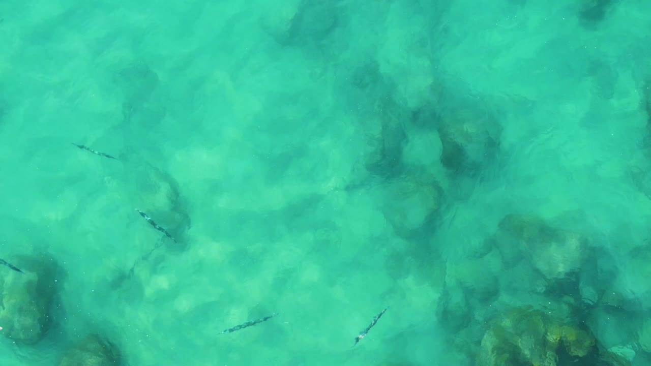Small fish pass over pale shallow water and darker submerged rocks in an overhead view from Buzzards Beach East Cape BCS Mexico, with no visible people.