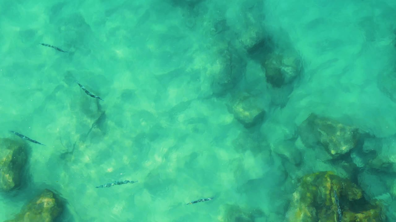 Overhead view of small fish spaced across clear green-blue water at Buzzards Beach East Cape BCS Mexico, with scattered dark rock patches underneath and no visible people.