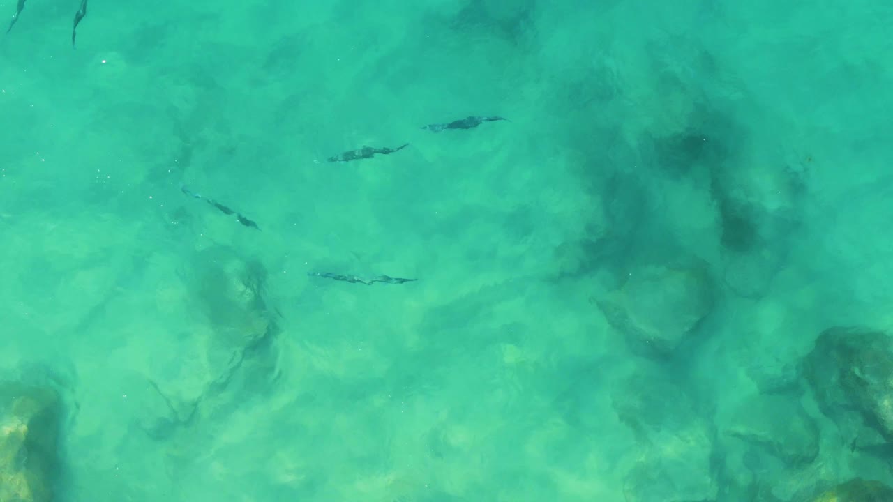 Overhead view of clear turquoise water at Buzzards Beach East Cape BCS Mexico, with small dark fish over pale submerged rocks and no visible people.