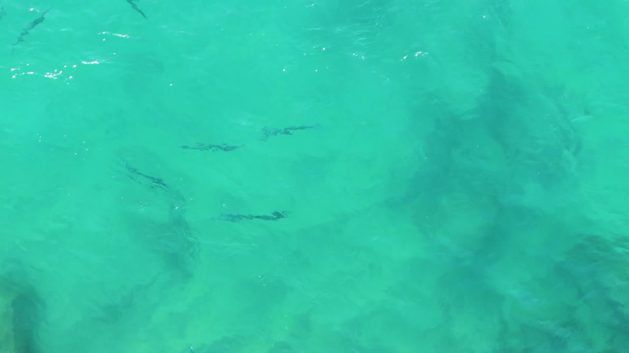 Small fish appear across a clear turquoise section of Buzzards Beach East Cape water, with darker submerged patches visible below and no visible people.