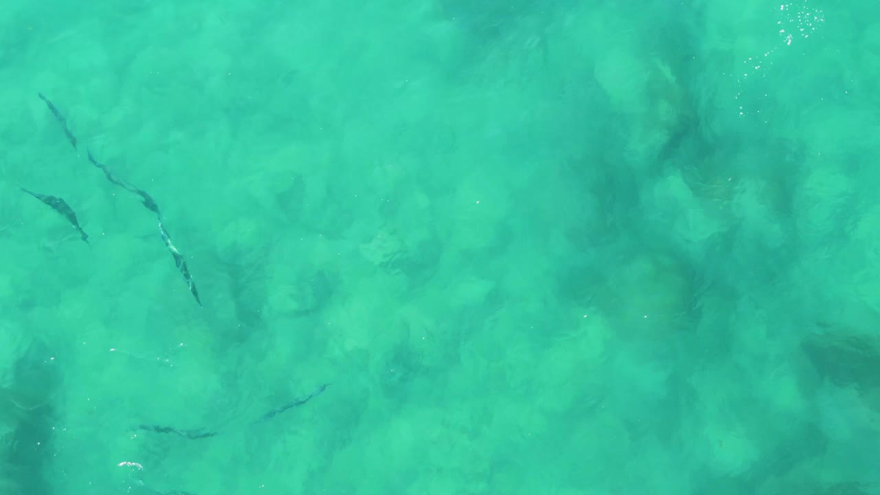 Shallow ocean water with scattered fish and pale rocks beneath.