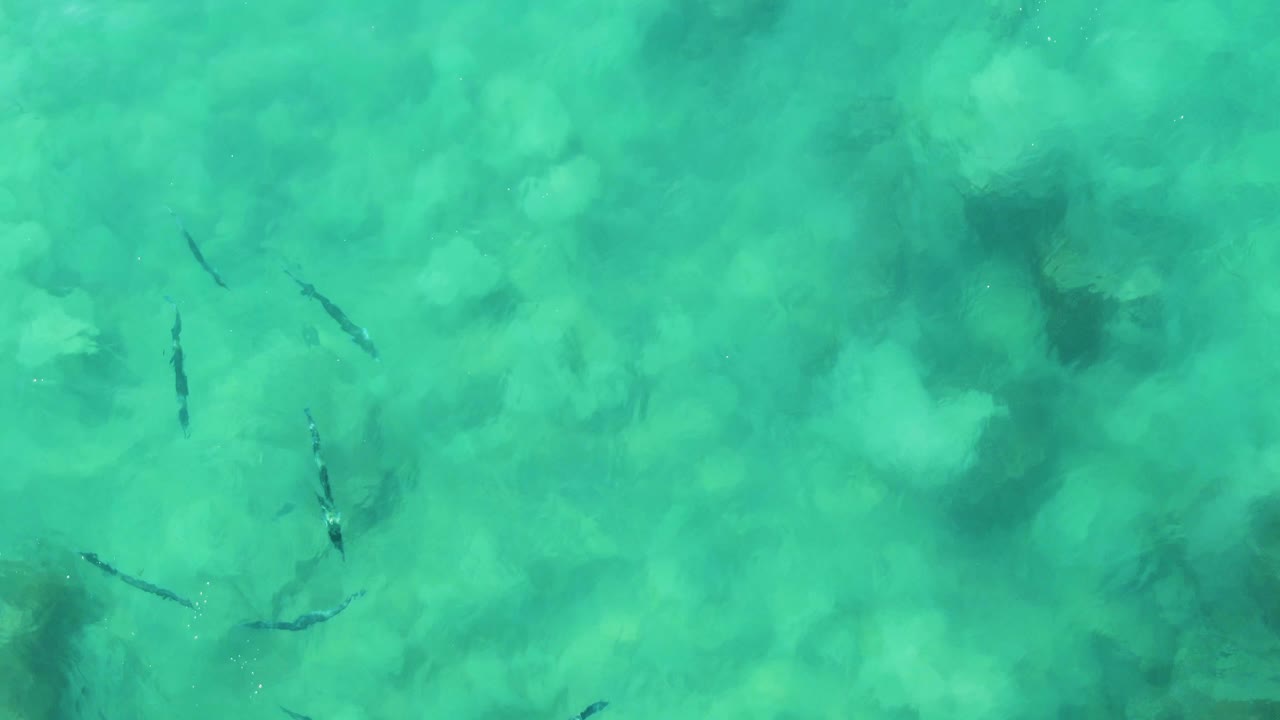 Small fish over turquoise water and a rocky seabed.