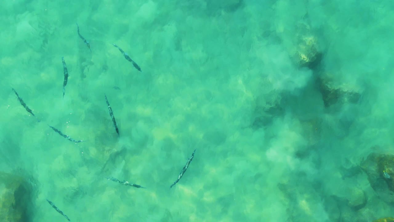 An overhead frame shows several small dark fish separated across clear turquoise water, with soft rock shapes and darker seabed areas below at Buzzards Beach East Cape BCS Mexico and no visible people.
