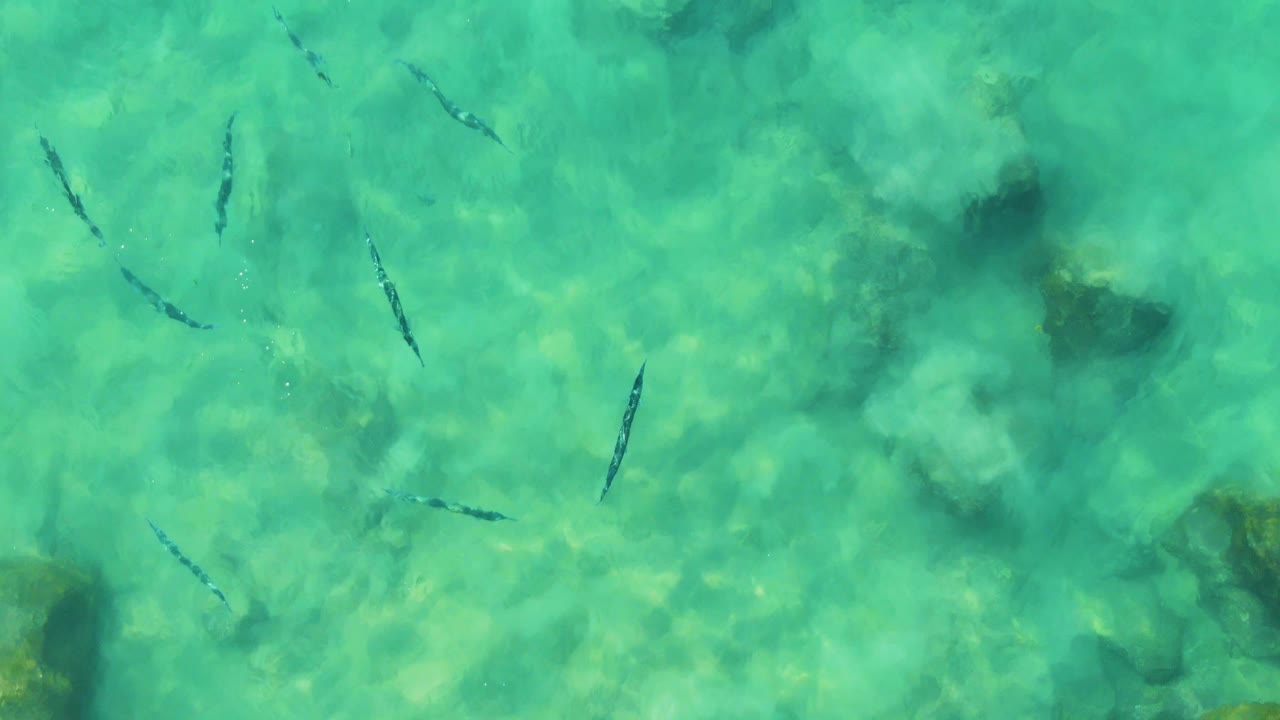 Small fish pass above clear turquoise water where larger submerged rocks and darker patches are visible beneath the surface at Buzzards Beach East Cape BCS Mexico, with no visible people.