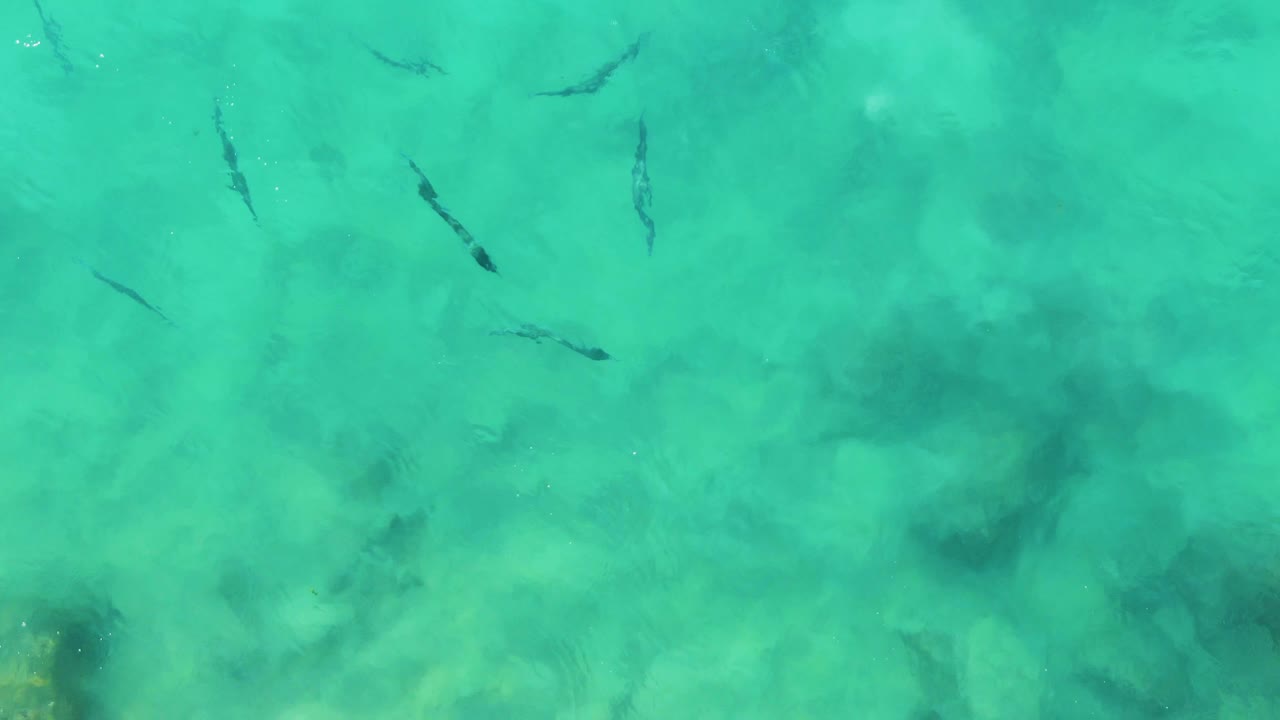 Small fish silhouettes in clear turquoise shallow water.