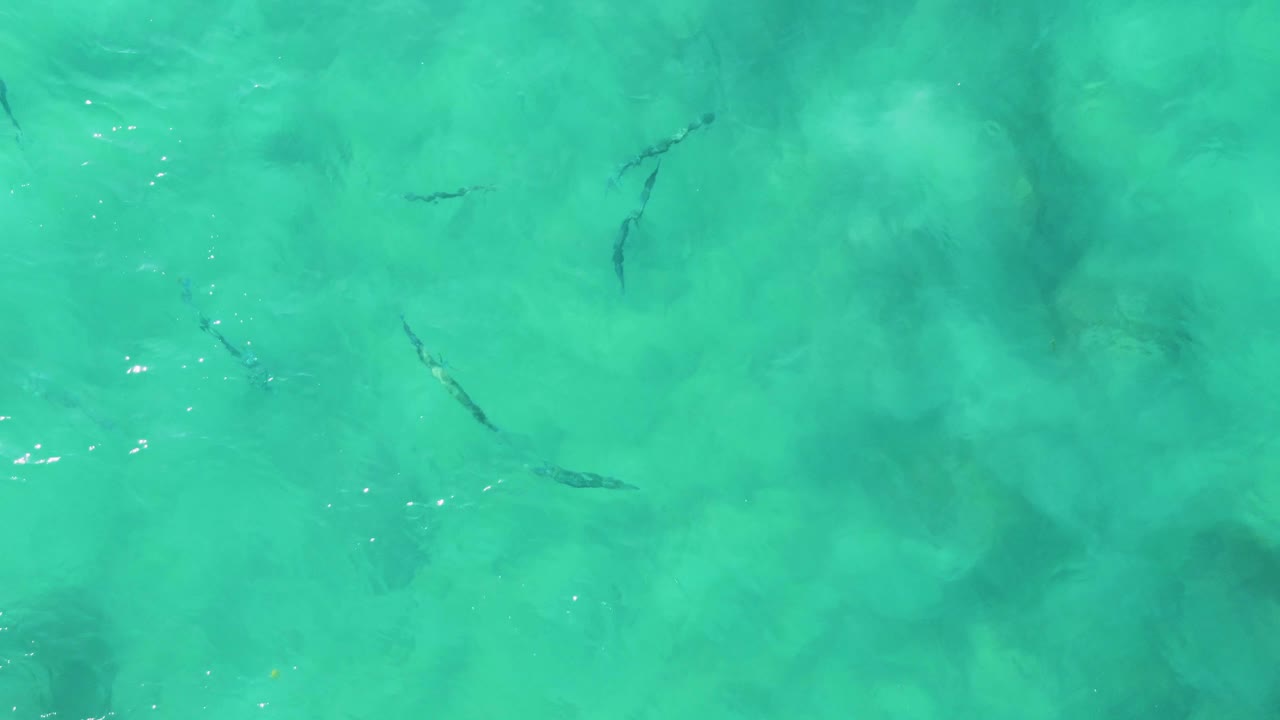 Aerial frame from Buzzards Beach East Cape BCS Mexico with several small fish shapes spread across blue-green water over a softly visible seabed and no visible people.