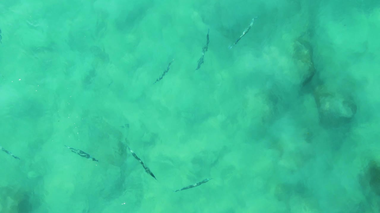 Overhead view at Buzzards Beach East Cape BCS Mexico with fish silhouettes near darker seabed patches in clear green-blue shallow water and no visible people.